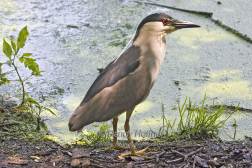 Black Crowned Night Heron 1.jpg